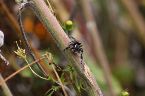 Phidippus zethus