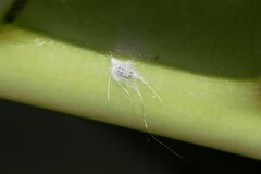 Pseudococcus