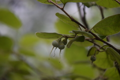 Styrax platanifolius