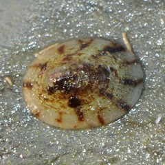 Testudinalia testudinalis