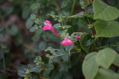 Scutellaria suffrutescens