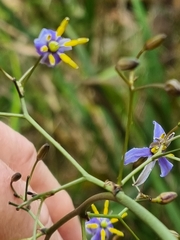Dianella tasmanica