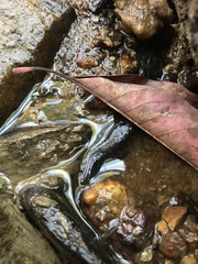 Desmognathus conanti