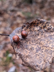 Harmandiola