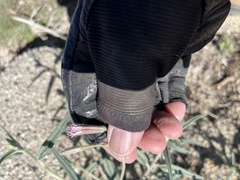 Palafoxia arida arida