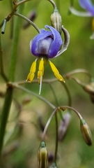 Dianella tasmanica