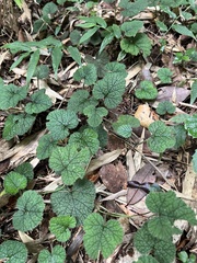 Rubus pectinellus