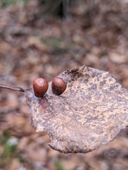 Harmandiola