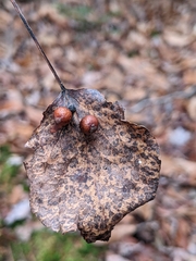 Harmandiola