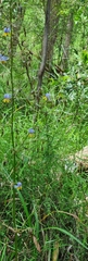 Dianella tasmanica