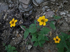 Sclerocarpus uniserialis