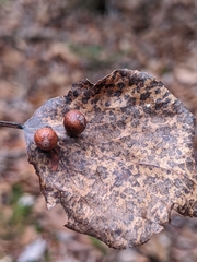 Harmandiola