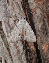 Catocala habilis