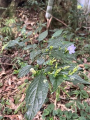 Strobilanthes flexicaulis