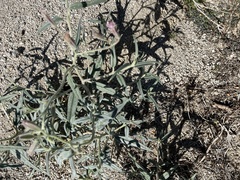 Palafoxia arida arida