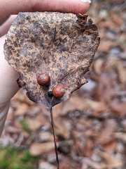 Harmandiola