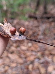 Harmandiola