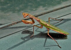 Polyspilota aeruginosa