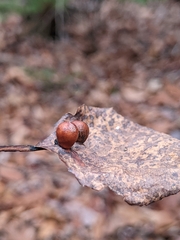 Harmandiola