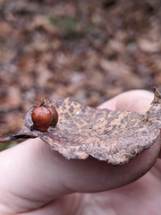 Harmandiola