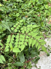 Aralia bipinnata