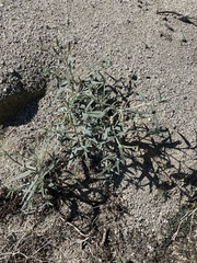 Palafoxia arida arida