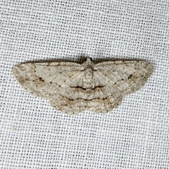 Didymoctenia exsuperata