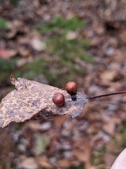 Harmandiola