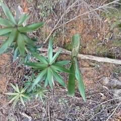 Thelymitra longifolia