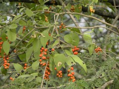 Citharexylum berlandieri