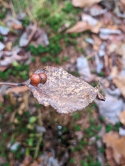 Harmandiola