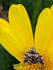 Choreutis emplecta