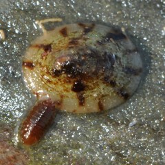 Testudinalia testudinalis