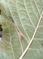 Phyllonorycter