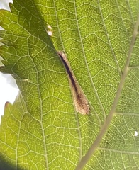 Phyllonorycter