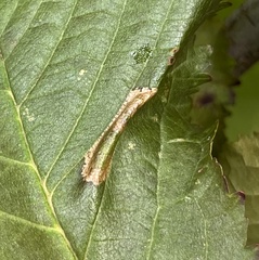 Phyllonorycter