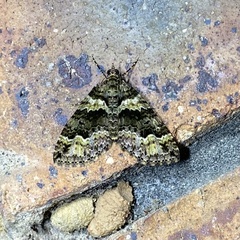 Crasilogia gressitti