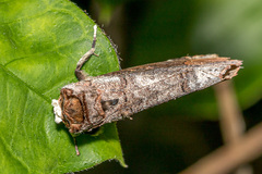 Phalera grotei