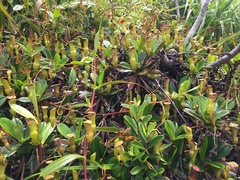 Nepenthes pervillei
