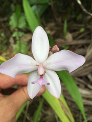 Collabieae