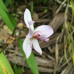 Collabieae