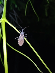Triatoma