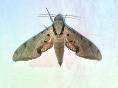 Protambulyx strigilis