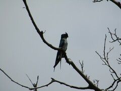 Hemiprocne longipennis