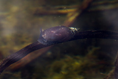 Lymnaeidae