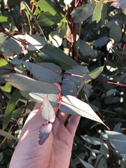 Eucalyptus dives