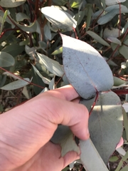 Eucalyptus dives