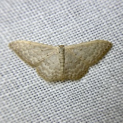 Idaea philocosma