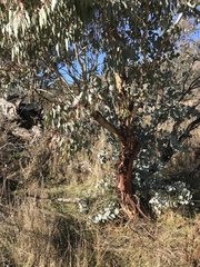 Eucalyptus rubida rubida