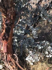 Eucalyptus rubida rubida